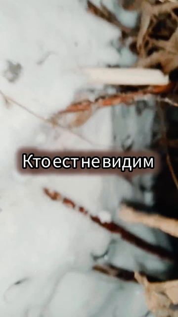 Шалаш Чучундры