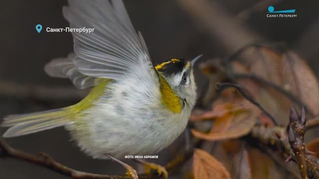 Скворцы не улетели, енотовидные собаки запели, а красноголовый королёк попал в объектив