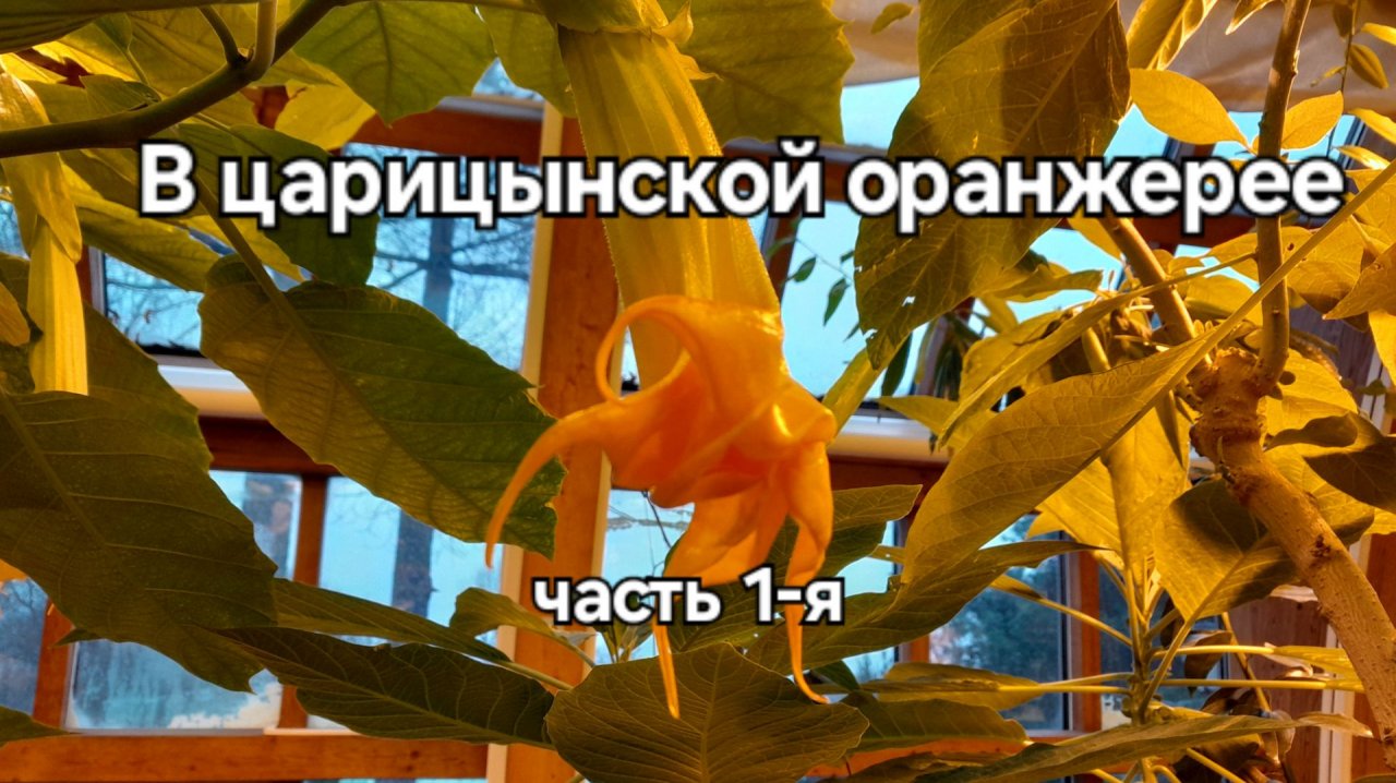 В Царицыно. Зима в оранжерее. Лимон гигант и кактус в шляпе. Часть 1..