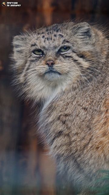 Манул Намика снисходительно смотрит на гостей. Ленинградский зоопарк