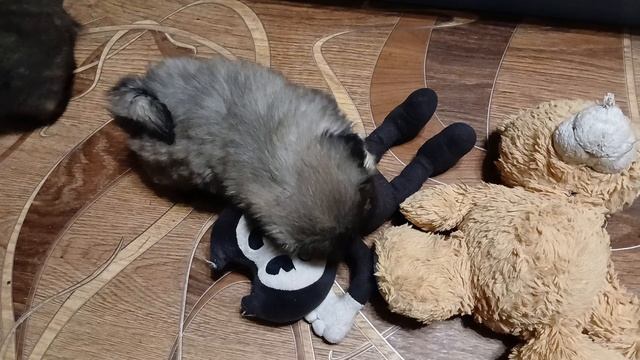 щеночки пекинеса