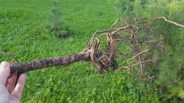 Трупик сосны показал почему гибнут покупные саженцы 28.08.2023.