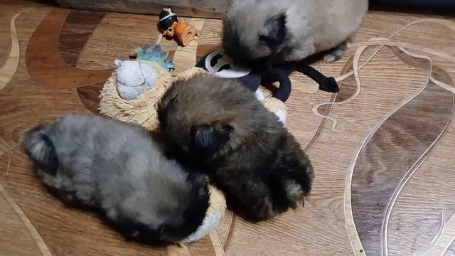 милые щенки пекинеса, малышам месяц