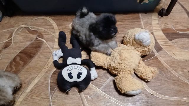 девчонки кнопочки, пекинесы, щенки