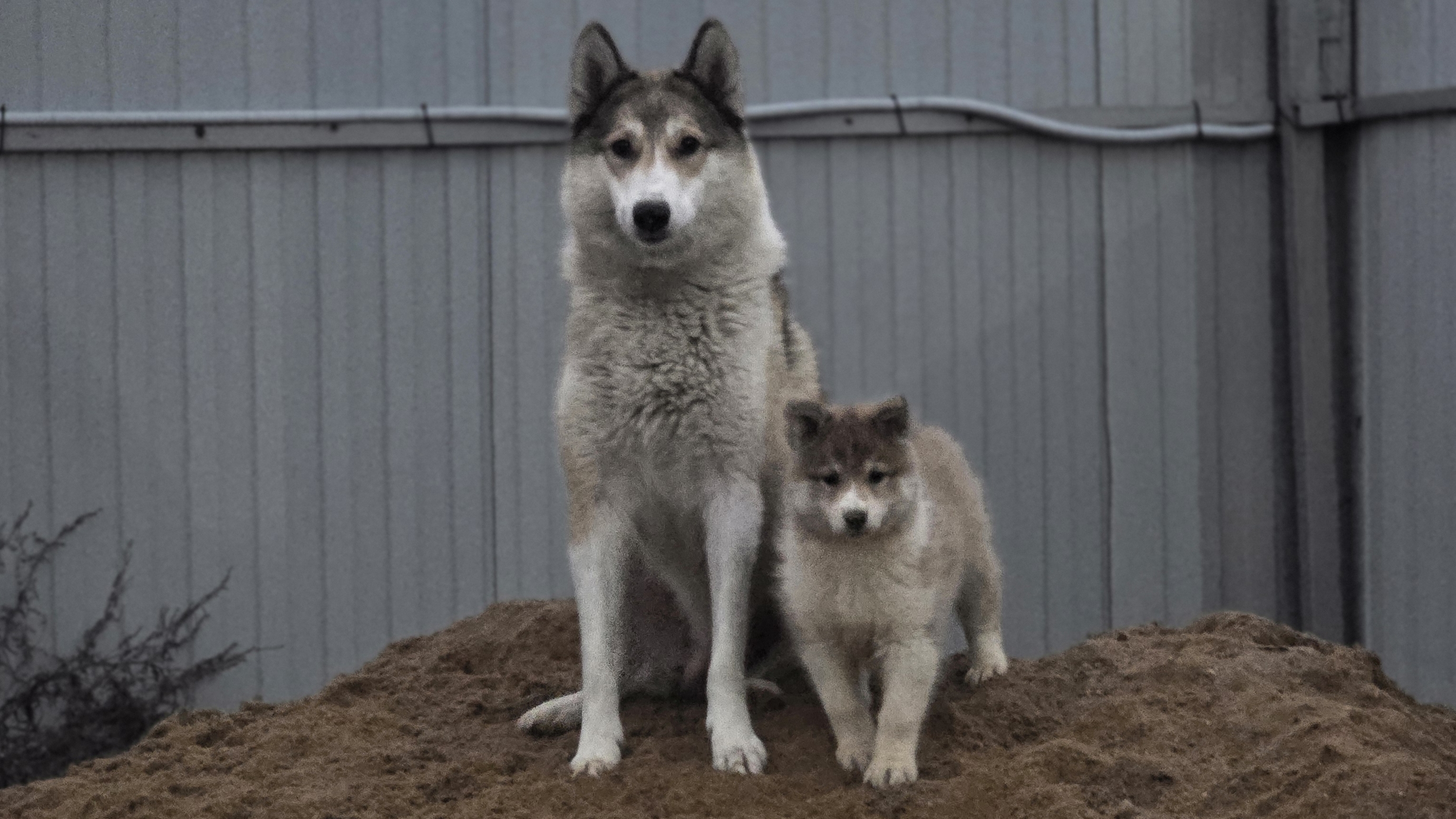 Два щенка до темна