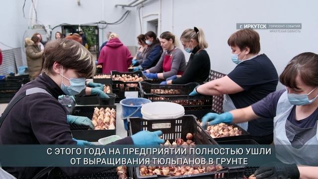 В иркутских теплицах начали выгонку полутора миллионов тюльпанов к весенним праздникам
