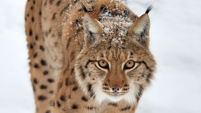 ЖИВОТНЫЙ МИР: Загадочная Рысь.