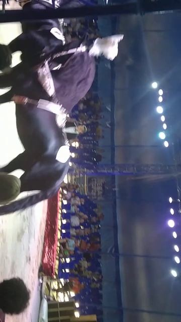 Цирк! 🎪 лошадки