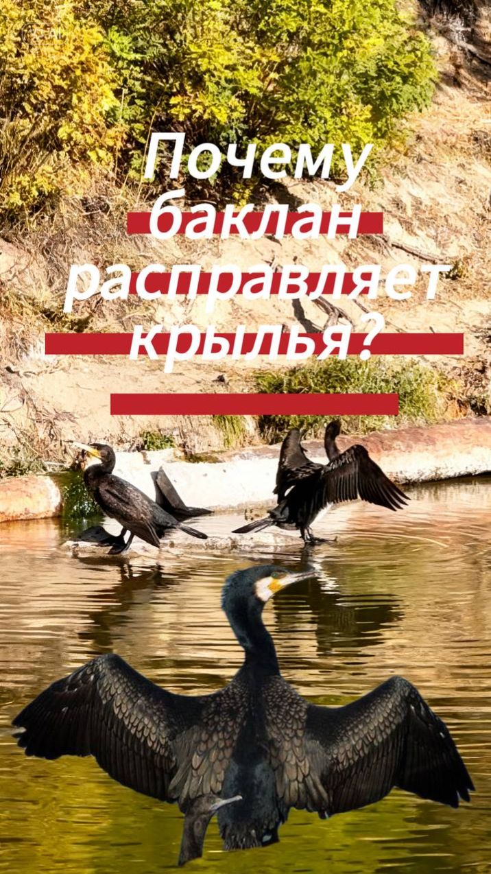 Почему баклан расправляет крылья?