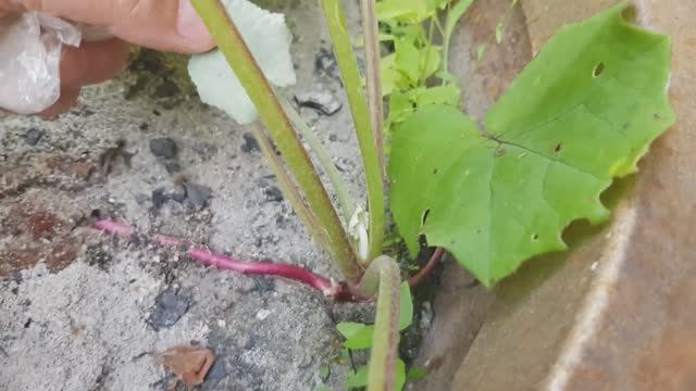 Лопух/Мать-и-мачеха развивается в золе. Опыт подсечно-огневого (сёверного) земледелия. 07.08.2022.