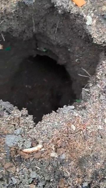 30.05.2025😳ШОК!!!😯ЧТО ЗА ЗВЕРЬ ЭТО СДЕЛАЛ?!!🐹