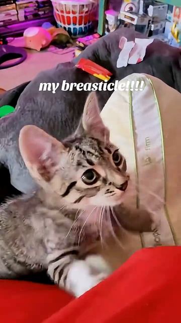 Агрессивные коты