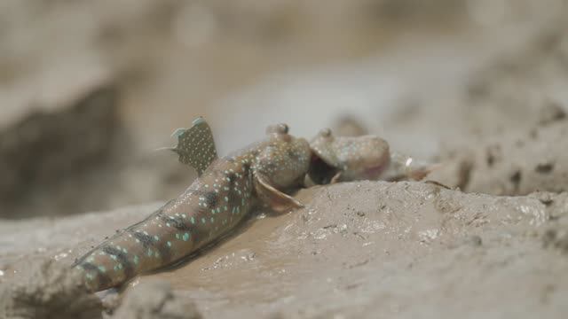 Тайланд:  обитатели карстовых источников - от бетт до змееголовов