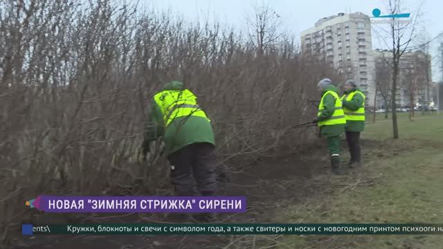 Зимняя стрижка сирени в Невском районе
