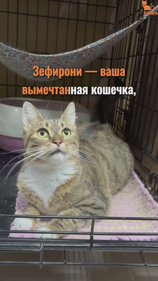 Зефирони ждёт вас в приюте #Муркоша