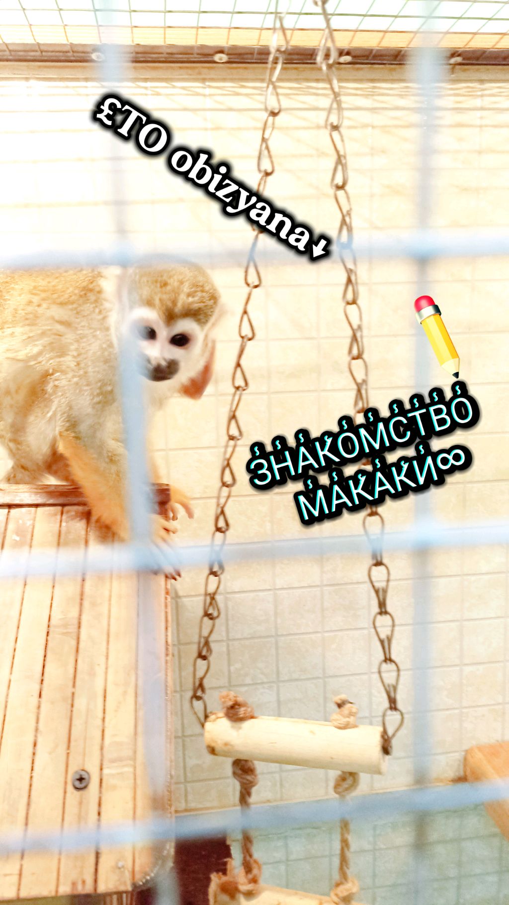 пЕрВыЙ сТрИм_ЗНАКОМСТВО С МАКАКОЙ¡