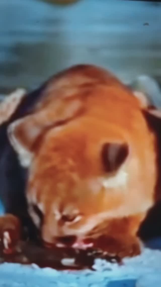 ПУМЫ на ОХОТЕ🤔