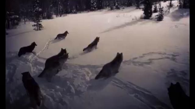 _Николка_. Рассказ из серии _Рождественское чтение_.