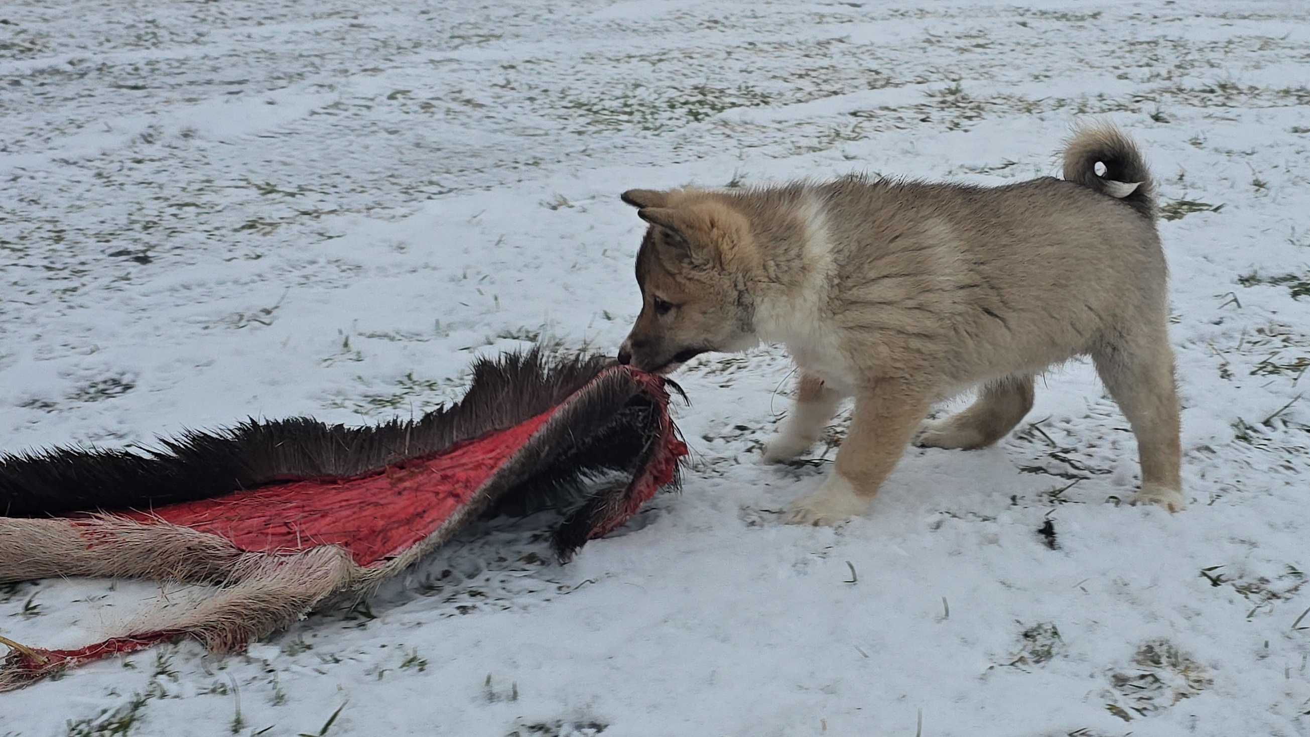 Охотничьи дары