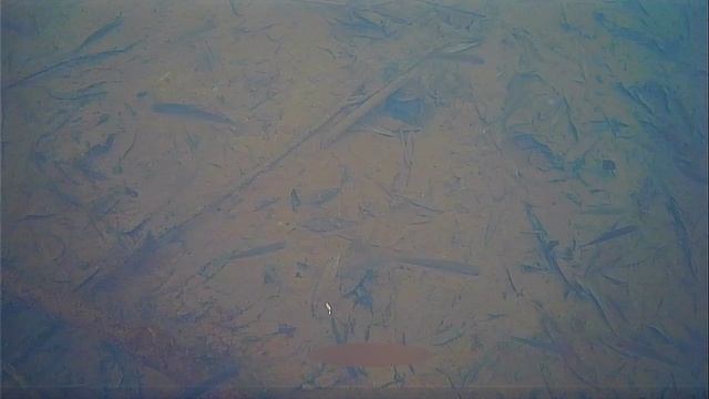 Подводная съёмка малька рыбы, вид сверху