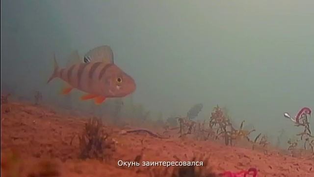 Окунь решил, что тут что-то нечисто