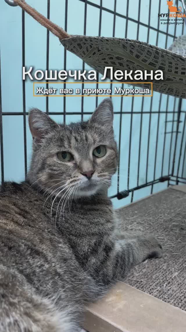 Лекана ждёт вас в приюте #Муркоша