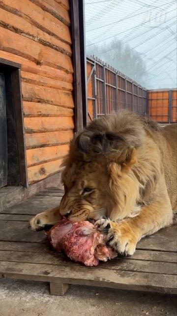 Лев ШЕРХАН и его смачный обед. #шерхан_тайган #шерхан #лев #lion #animals #shortvideo