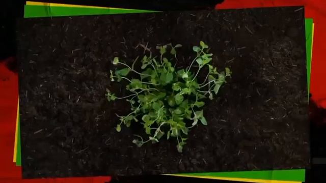 Проморолик офуллерене_С60 /Full Energy/