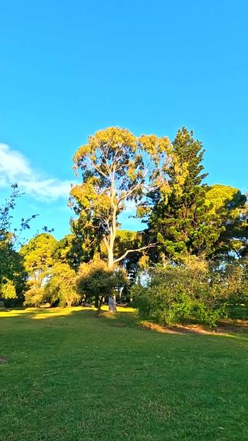 Ранний вечер в летнем саду городского парка