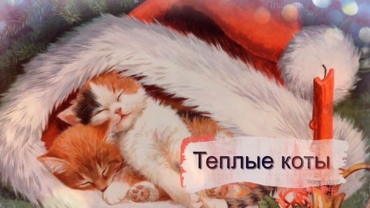 Теплые новогодние замУрчательные коты,  песенка про котов