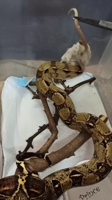 Кормление удава Буринга. 17 декабря 2025 г.