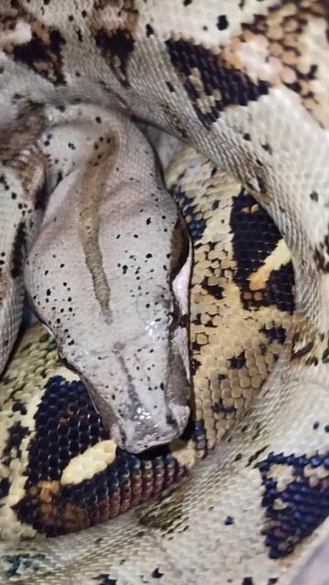 Удав Буринг. 17 декабря 2025 г.