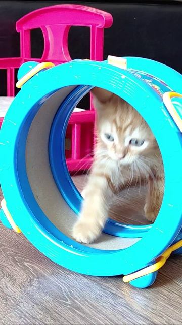 По кругу. #котенок