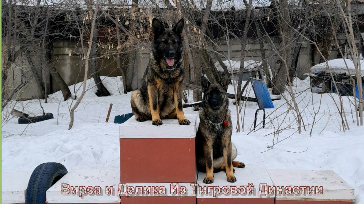 Мои  девчонки  . Март 2024