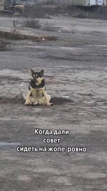 На жопе ровно