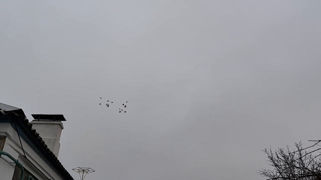 Гон голубей 21.12.2025г.
