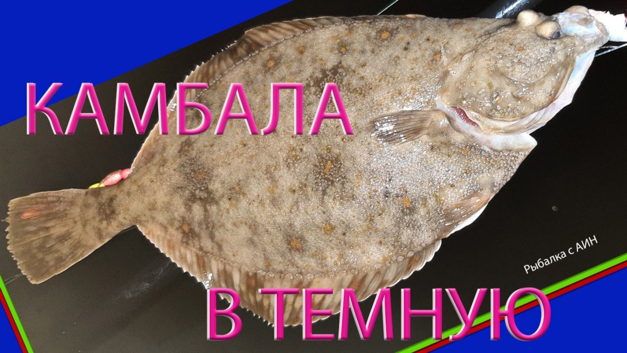 Камбала на куршской косе, приманки, насадки, способы ловли