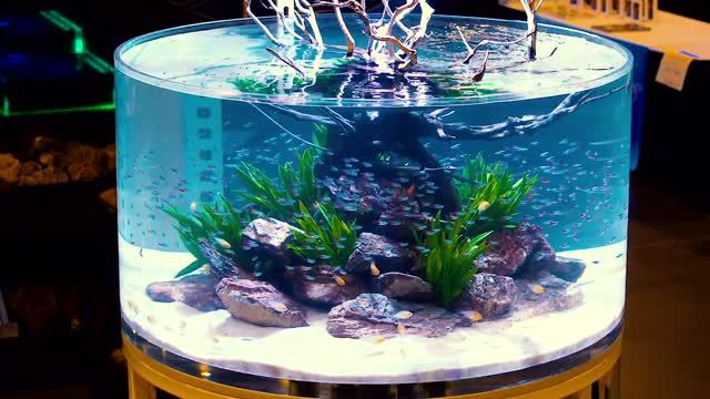 600 Неонов в огромном цилиндрическом аквариуме