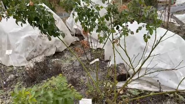 Маленькое чудо в саду