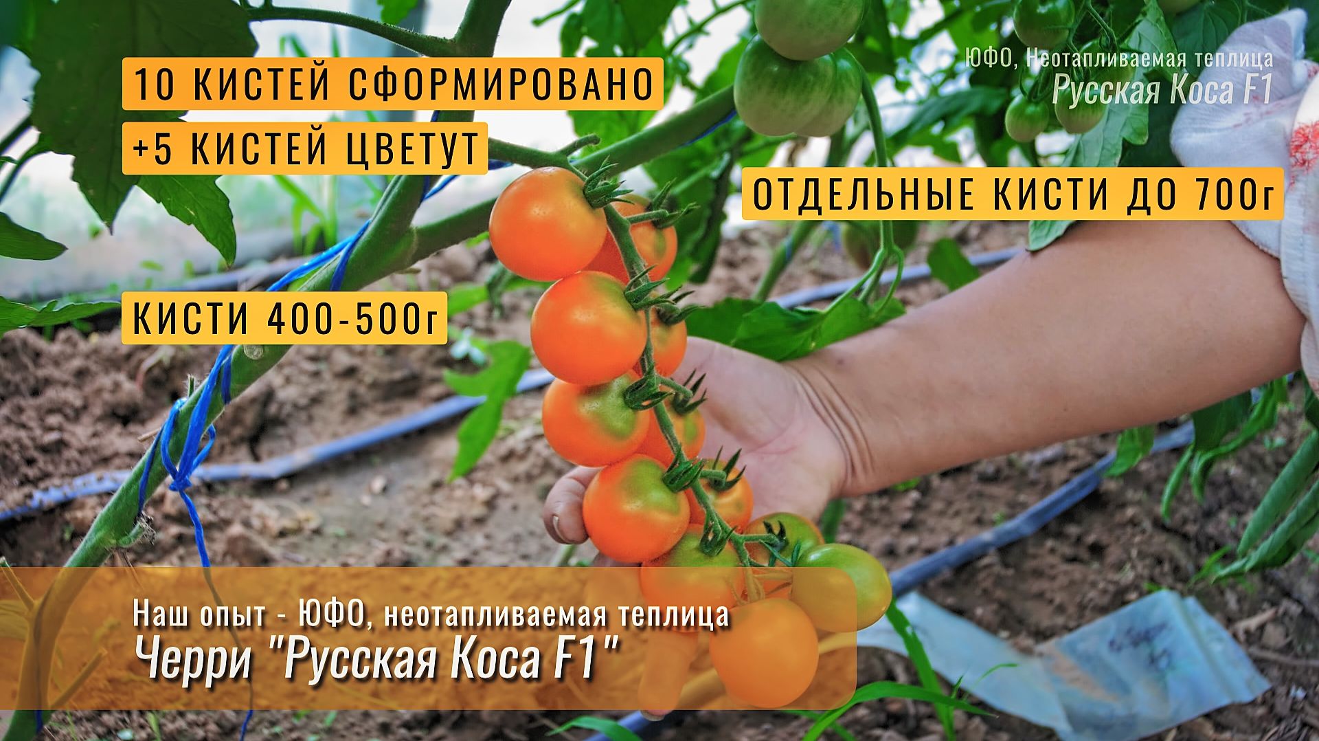 Томат черри Русская коса F1, ЮФО, неотапливаемая теплица.