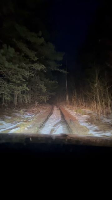 По ночному лесу #снежныекадры #зима #снегопад #деревенскийблог #домвдеревне