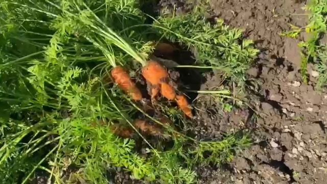 Урожай морковки 2025 год