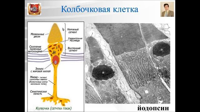 Лекция № 11. Органы чувств - 1_ орган зрения. Лекция по гистологии