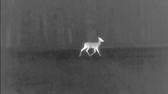 промах четко видно в тепловизор -сделана  работа над ошибками..И трофей добыт.