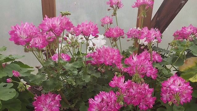 Блиц-обзор сорта - пеларгония Ирида Триста Лет Екатеринбургу