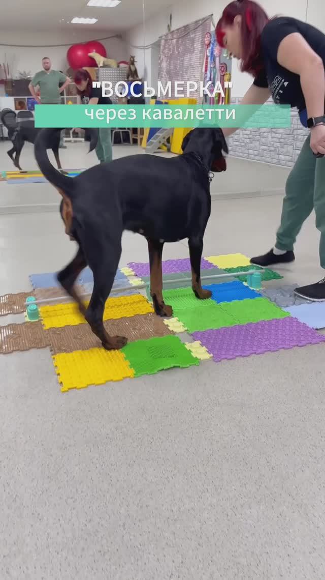Восьмерка через кавалетти #максимпомог #упражнения #собаки