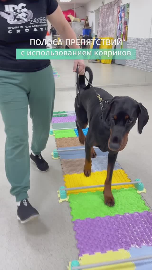 Полоса препятствий #упражнения #собаки #максимпомог