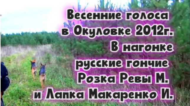 Весенние голоса в Окуловке 2012г. В нагонке русские гончие Розка Ревы М. и Лапка Макаренко И.#охота