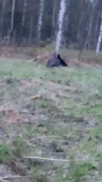 Весна-глухари