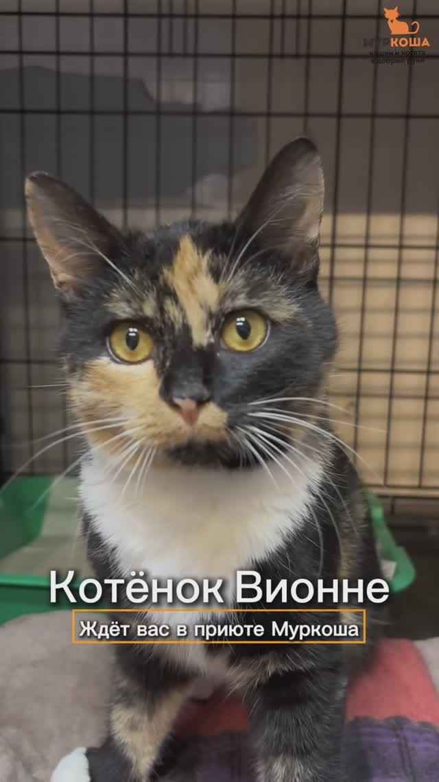 Вионне ждёт вас в приюте #Муркоша
